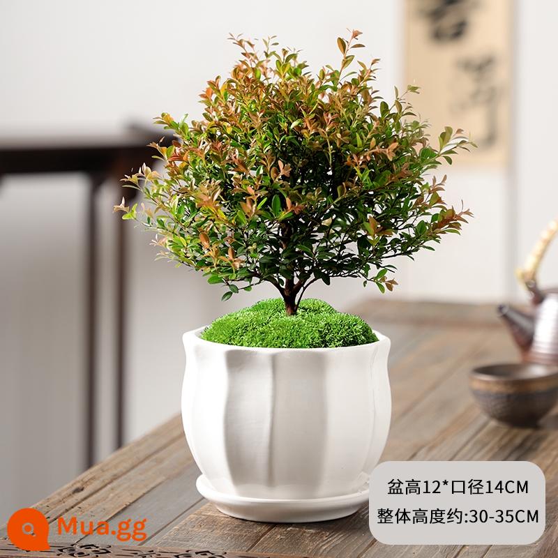 Nan đỏ lá nhỏ Cọc bonsai cây giống cây hoa tiểu cảnh thủy canh văn phòng tốt cho cây trồng trong chậu thường xanh bốn mùa - Nan đỏ lá nhỏ 6 tuổi + chậu sứ trắng hình kim cương