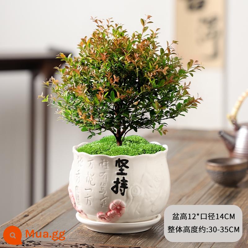 Nan đỏ lá nhỏ Cọc bonsai cây giống cây hoa tiểu cảnh thủy canh văn phòng tốt cho cây trồng trong chậu thường xanh bốn mùa - Xiaoye Aknan 6 tuổi + nhất quyết đòi chậu sứ