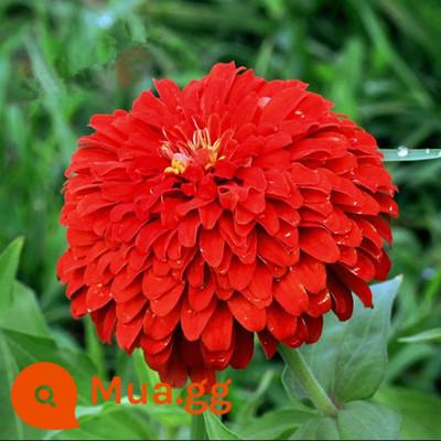 Hạt giống hoa Zinnia cánh kép nhiều màu Hạt giống hoa Zinnia nở bốn mùa hạt dễ sống cây trồng trong chậu sân vườn ban công - Zinnia nửa đỏ catty