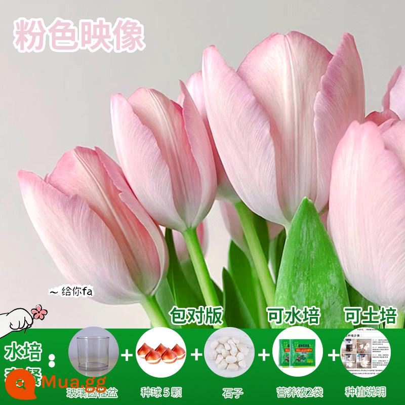 Năm củ tulip, chậu hoa thủy canh, nở hoa quanh năm, rất tốt để nuôi cây con trong nhà có nụ. - [Gói Thủy Canh] Pink Image Tulip 5 Quả + Dung Dịch Dinh Dưỡng