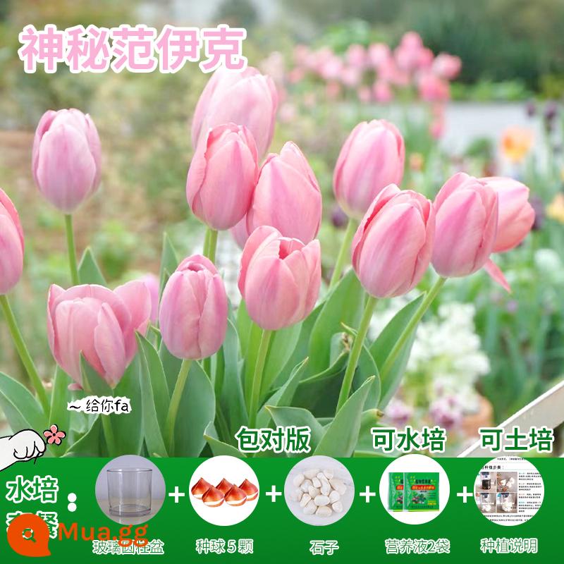 Năm củ tulip, chậu hoa thủy canh, nở hoa quanh năm, rất tốt để nuôi cây con trong nhà có nụ. - [Gói Thủy Canh] Vanyck Tulip 5 Quả Bí Ẩn + Dung Dịch Dinh Dưỡng