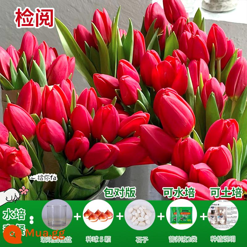 Năm củ tulip, chậu hoa thủy canh, nở hoa quanh năm, rất tốt để nuôi cây con trong nhà có nụ. - [Gói Thủy Canh] Review Tulip 5 Viên + Dung Dịch Dinh Dưỡng