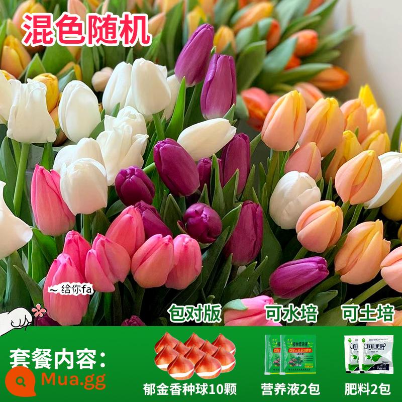 Năm củ tulip, chậu hoa thủy canh, nở hoa quanh năm, rất tốt để nuôi cây con trong nhà có nụ. - 10 bông hoa tulip lớn đủ màu sắc đi kèm dung dịch dinh dưỡng + phân hữu cơ