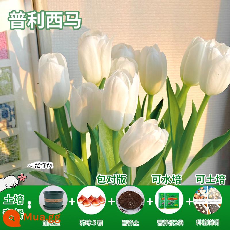 Năm củ tulip, chậu hoa thủy canh, nở hoa quanh năm, rất tốt để nuôi cây con trong nhà có nụ. - [Gói xới đất] Purisima Tulip 5 viên + dung dịch dinh dưỡng