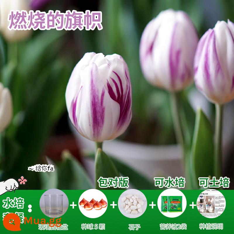 Năm củ tulip, chậu hoa thủy canh, nở hoa quanh năm, rất tốt để nuôi cây con trong nhà có nụ. - [Gói Thủy Canh] Burning Flag Tulip 5 Quả + Dung Dịch Dinh Dưỡng