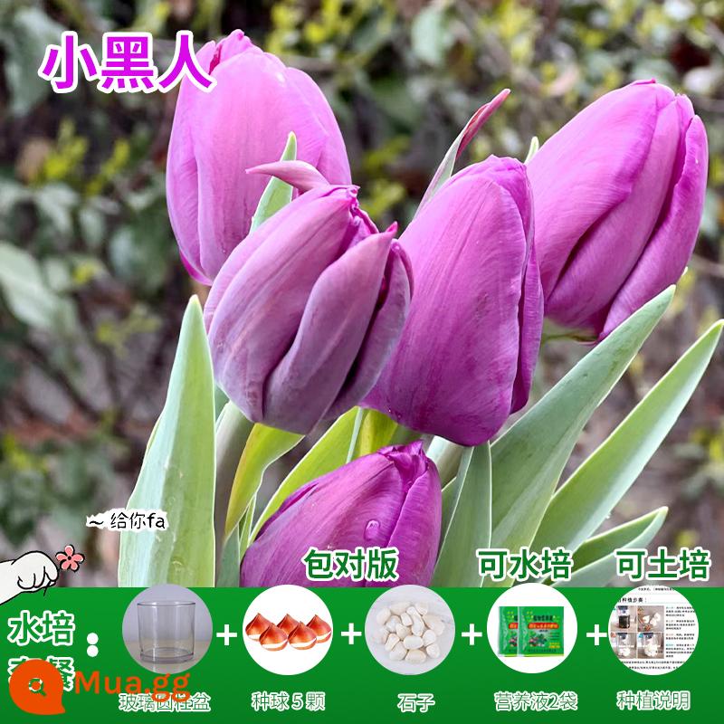 Năm củ tulip, chậu hoa thủy canh, nở hoa quanh năm, rất tốt để nuôi cây con trong nhà có nụ. - [Gói Thủy Canh] Hoa Tulip Đen Nhỏ 5 Quả + Dung Dịch Dinh Dưỡng