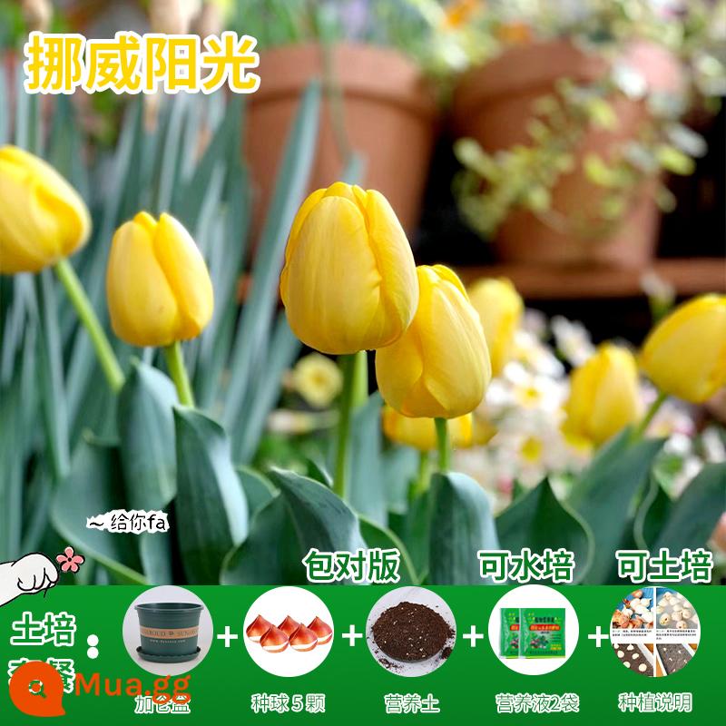 Năm củ tulip, chậu hoa thủy canh, nở hoa quanh năm, rất tốt để nuôi cây con trong nhà có nụ. - [Gói xới đất] Na Uy Sunshine Tulip 5 viên + dung dịch dinh dưỡng