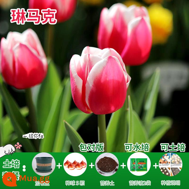 Năm củ tulip, chậu hoa thủy canh, nở hoa quanh năm, rất tốt để nuôi cây con trong nhà có nụ. - [Gói xới đất] Linmark Tulip 5 viên + dung dịch dinh dưỡng