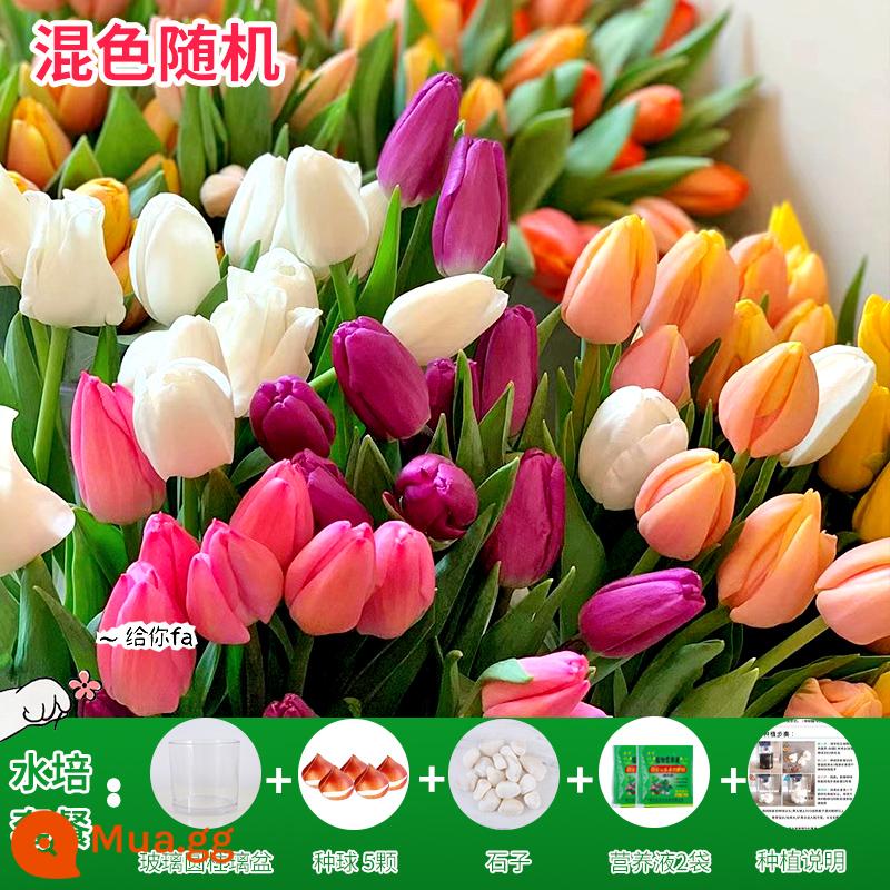 Năm củ tulip, chậu hoa thủy canh, nở hoa quanh năm, rất tốt để nuôi cây con trong nhà có nụ. - [Gói thủy canh] Màu hỗn hợp 5 quả tulip lớn + dung dịch dinh dưỡng