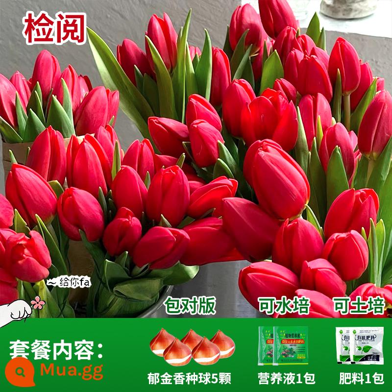 Năm củ tulip, chậu hoa thủy canh, nở hoa quanh năm, rất tốt để nuôi cây con trong nhà có nụ. - Review Tulip 5 Viên + Phân Bón + Dung Dịch Dinh Dưỡng