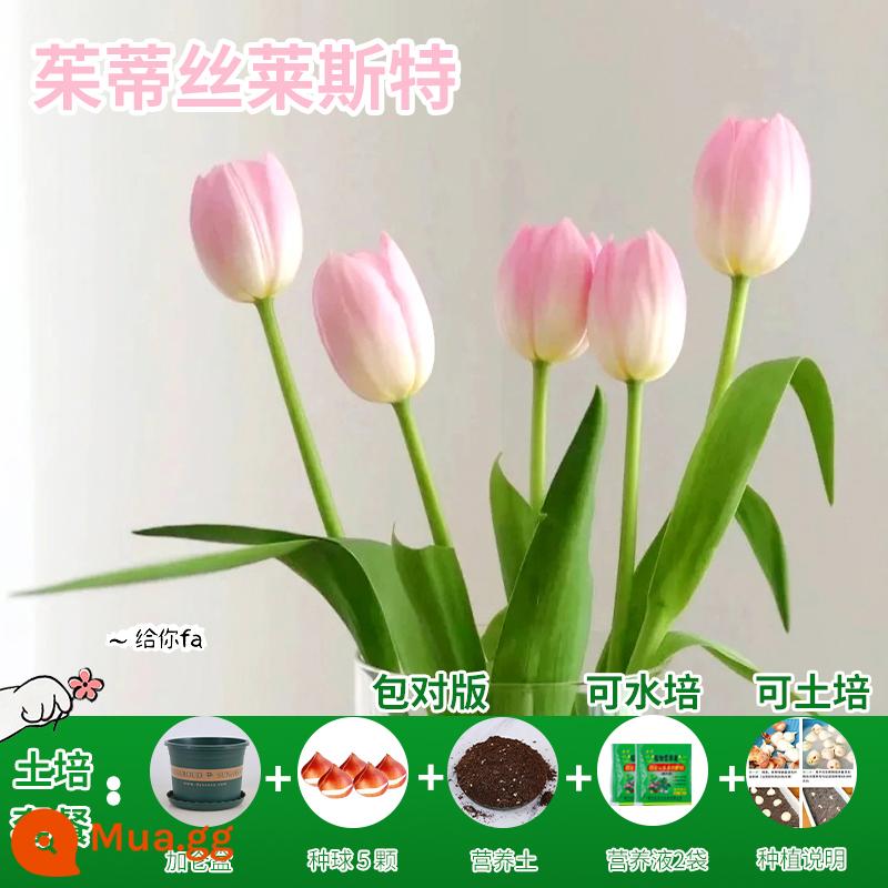 Năm củ tulip, chậu hoa thủy canh, nở hoa quanh năm, rất tốt để nuôi cây con trong nhà có nụ. - [Gói xới đất] Judith Tulip 5 viên + dung dịch dinh dưỡng