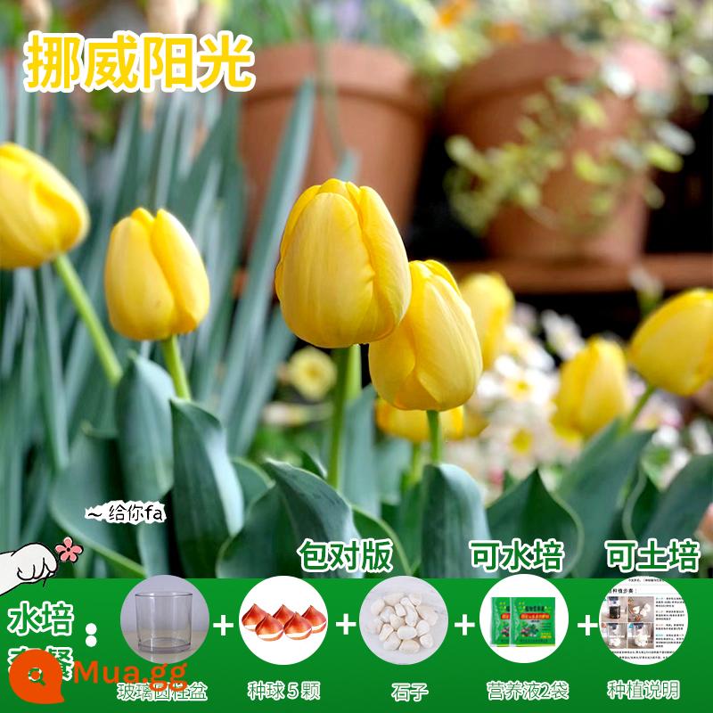 Năm củ tulip, chậu hoa thủy canh, nở hoa quanh năm, rất tốt để nuôi cây con trong nhà có nụ. - [Gói Thủy Canh] 5 Bóng Tulip Na Uy + Dung Dịch Dinh Dưỡng