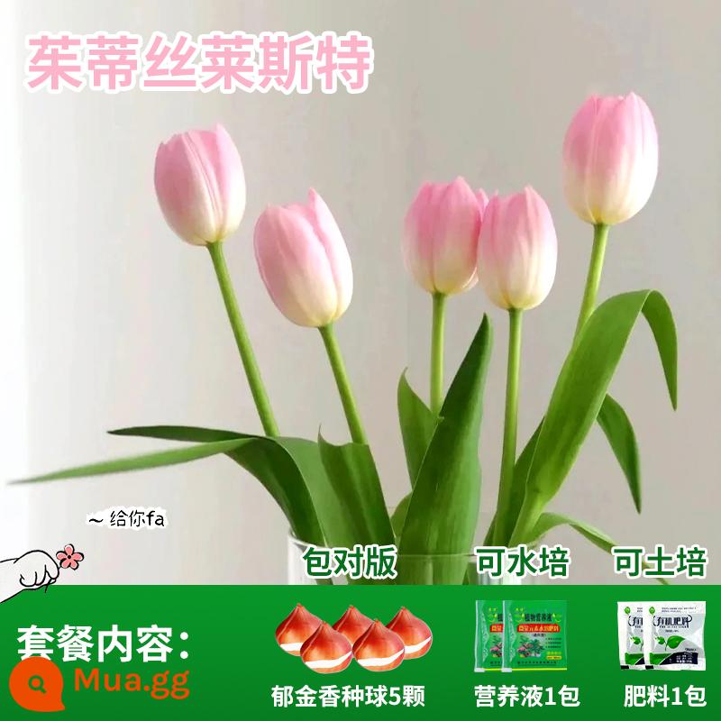 Năm củ tulip, chậu hoa thủy canh, nở hoa quanh năm, rất tốt để nuôi cây con trong nhà có nụ. - Judith Tulip 5 Viên + Phân bón + Dung dịch dinh dưỡng