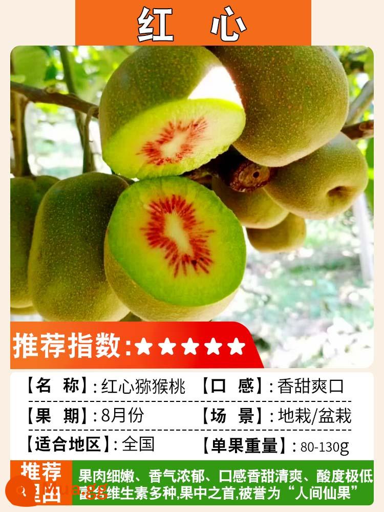 Cây giống kiwi trái tim màu đỏ ngày mềm cây giống kiwi Xu Xiang vườn ghép cây ăn quả trồng ở phía bắc và phía nam - Tâm Đỏ [Cây con 5 tuổi, đậu quả cùng năm] Lưỡng tính