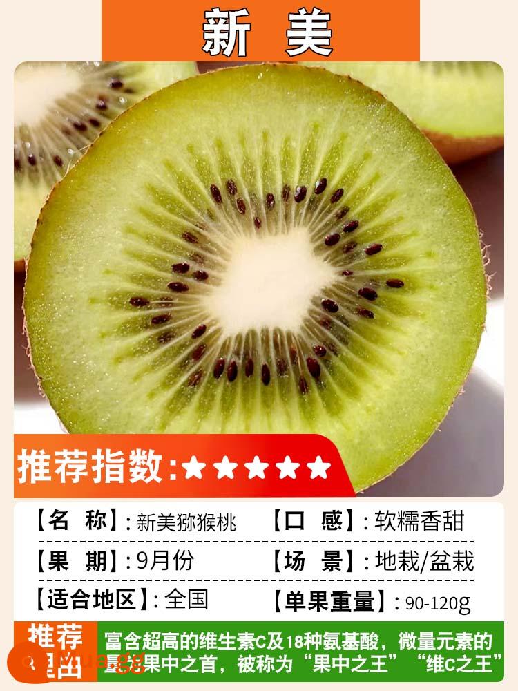 Cây giống kiwi trái tim màu đỏ ngày mềm cây giống kiwi Xu Xiang vườn ghép cây ăn quả trồng ở phía bắc và phía nam - Xinmei [Cây con 5 tuổi, đậu quả cùng năm] Lưỡng tính