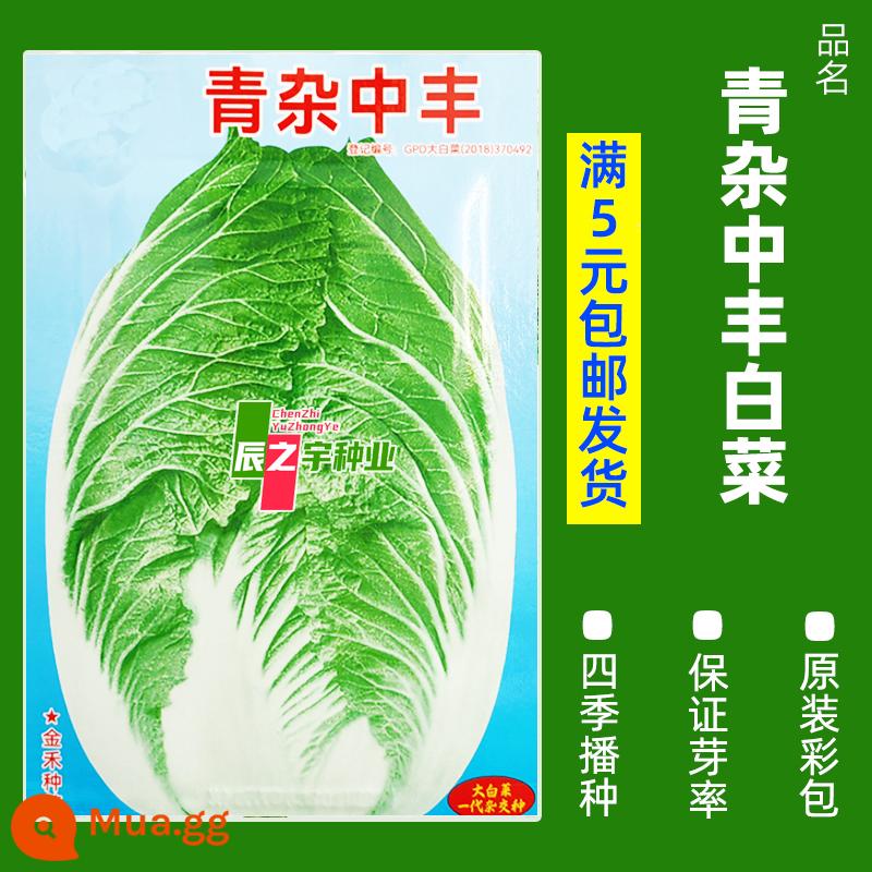 1 nhân dân tệ 1 gói hạt giống rau trồng bốn mùa gieo trên ban công, chậu rau mùi, rau bina, rau diếp, tỏi tây, hẹ tây và ấu trùng trong trang trại - Túi lớn nguyên bản màu cam B64-bắp cải trộn xanh