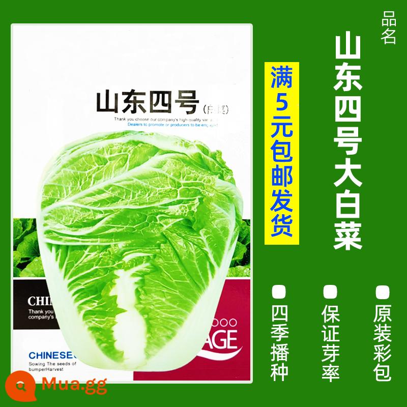 1 nhân dân tệ 1 gói hạt giống rau trồng bốn mùa gieo trên ban công, chậu rau mùi, rau bina, rau diếp, tỏi tây, hẹ tây và ấu trùng trong trang trại - B51-Sơn Đông số 4-Bắp cải Trung Quốc gói gốc