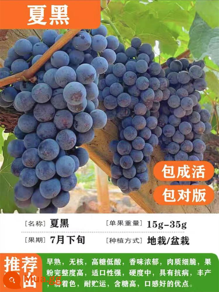 Grapevine Sunshine Rose Sapphire Chậu cây leo Qingwang được trồng ở miền Nam và miền Bắc, Kết quả cây giống nho Kyoho - Xia Hei [12 năm cây giống năng suất cao kết quả đầy đủ] phân bón dinh dưỡng miễn phí