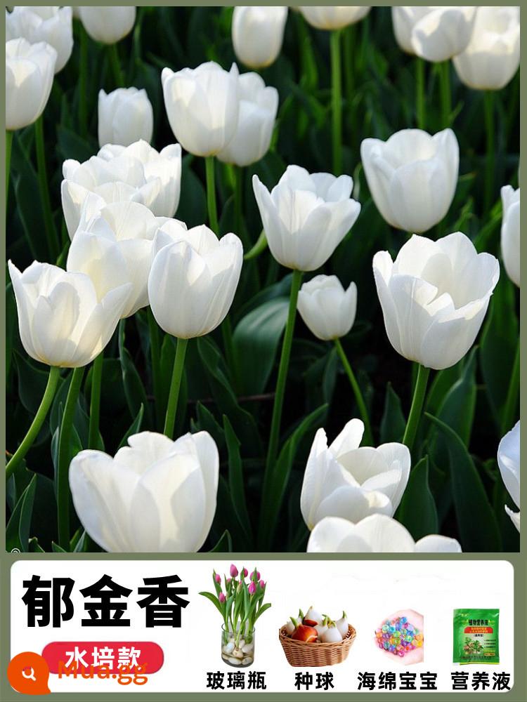 Củ tulip nhập khẩu, cây trồng trong chậu thủy canh, hạt giống hoa huệ trong nhà nở quanh năm và rất tốt cho hoa thủy tiên ăn - White Valley [Thủy canh mới] Chọn lọc 3 củ giống lớn + chai thủy tinh hình trụ + Bọt biển + dung dịch dinh dưỡng