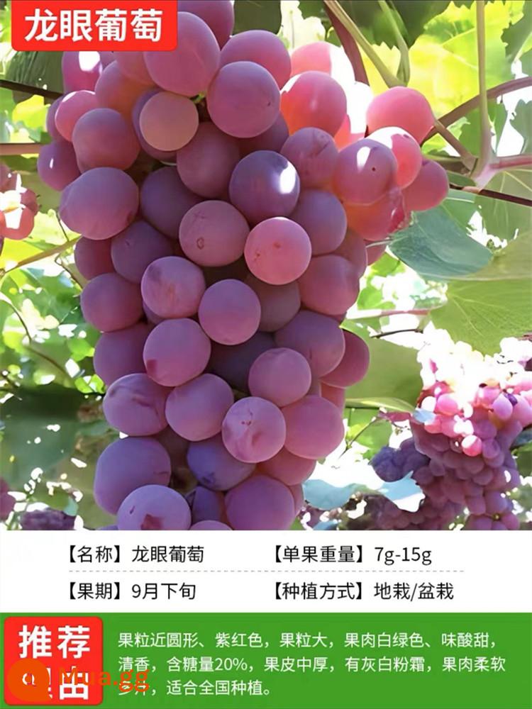 Grapevine Sunshine Rose Sapphire Chậu cây leo Qingwang được trồng ở miền Nam và miền Bắc, Kết quả cây giống nho Kyoho - Nhãn Nho [12 năm cây giống năng suất cao kết quả trọn vẹn] Miễn phí phân bón