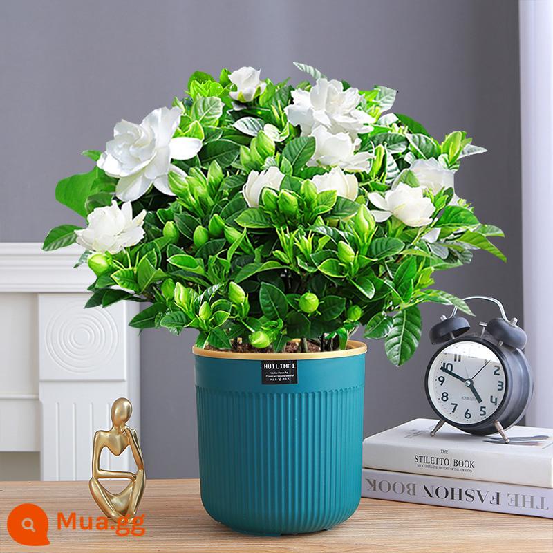 Cây hoa trồng trong chậu Gardenia, cây xanh thủy canh trong nhà, tốt cho tất cả các mùa, hoa nhài, hoa trà, lan hồ điệp - Cây dành dành 160# không chứa nước có nụ [chậu hút nước hình trụ sọc dọc màu xanh]