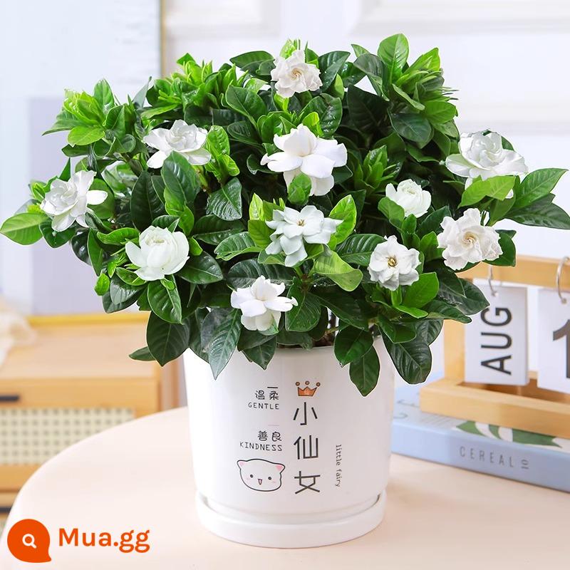 Cây hoa trồng trong chậu Gardenia, cây xanh thủy canh trong nhà, tốt cho tất cả các mùa, hoa nhài, hoa trà, lan hồ điệp - [Lớn 160# cây dành dành có nụ] chậu gốm cổ tích nhỏ [miễn phí phân bón]