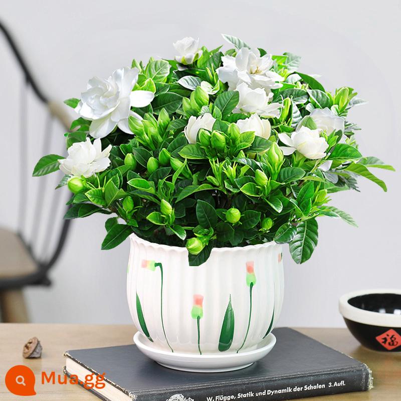 Cây hoa trồng trong chậu Gardenia, cây xanh thủy canh trong nhà, tốt cho tất cả các mùa, hoa nhài, hoa trà, lan hồ điệp - Chậu gốm lá sen nụ hoa [160# cây dành dành] miễn phí bón phân