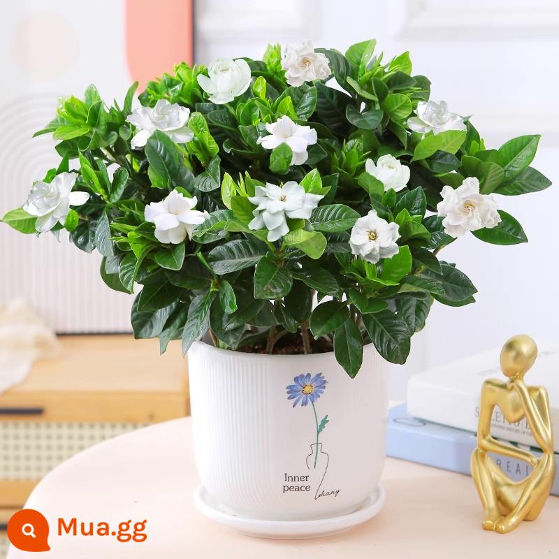 Cây hoa trồng trong chậu Gardenia, cây xanh thủy canh trong nhà, tốt cho tất cả các mùa, hoa nhài, hoa trà, lan hồ điệp - [Lớn 160# cây sơn có nụ] chậu sứ hoa xanh [miễn phí phân bón]