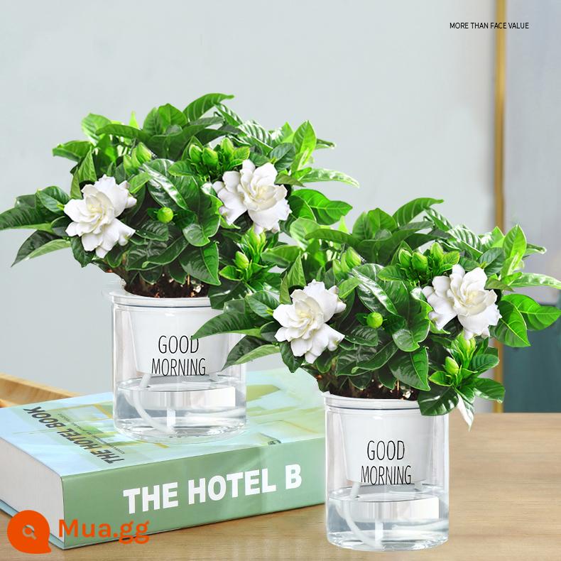 Cây hoa trồng trong chậu Gardenia, cây xanh thủy canh trong nhà, tốt cho tất cả các mùa, hoa nhài, hoa trà, lan hồ điệp - [Ưu đãi đặc biệt cho 2 chậu cây dành dành 90# có nụ] Chào buổi sáng chậu miễn phí phân bón