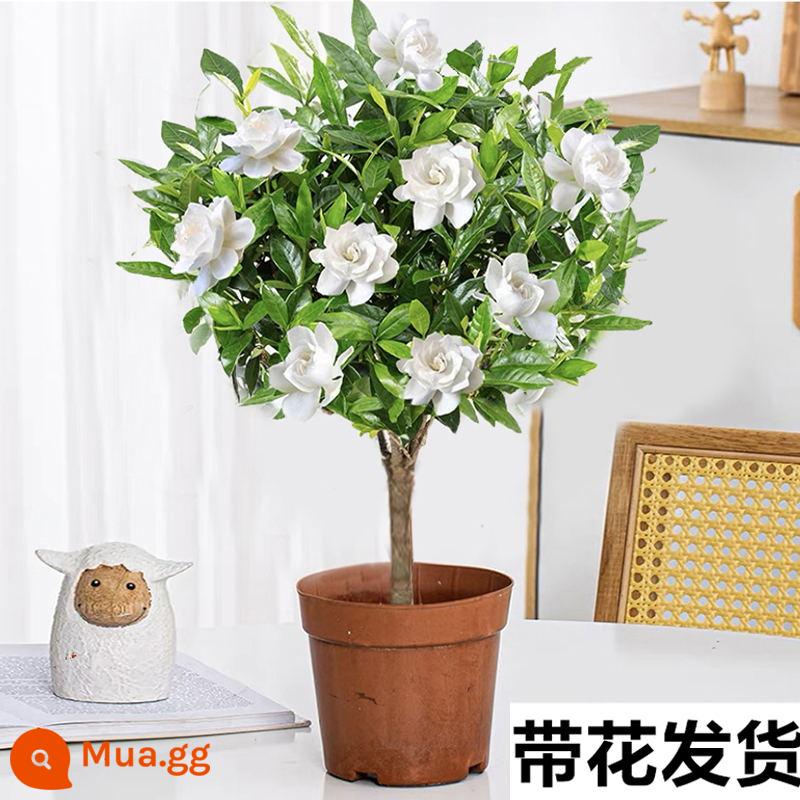 Cây hoa trồng trong chậu Gardenia, cây xanh thủy canh trong nhà, tốt cho tất cả các mùa, hoa nhài, hoa trà, lan hồ điệp - Phân bón miễn phí [chậu đơn giản với hoa mẫu đơn và hoa dành dành]