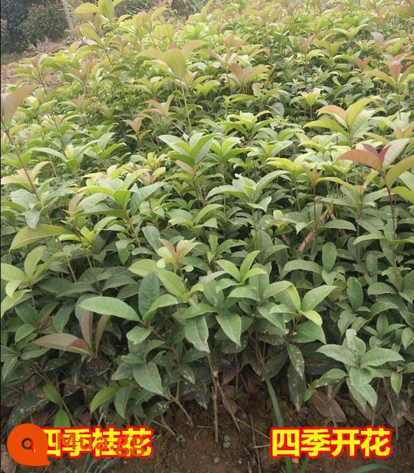 Red Leaf Miao Miao Honghua Jimukinson Trinh Nữ Virgin Flame Court Greening Tree Tree Seedli Fede Fede Miao Tree Ball Morning Ball - Quế bốn mùa 30-40 cm 100 cây