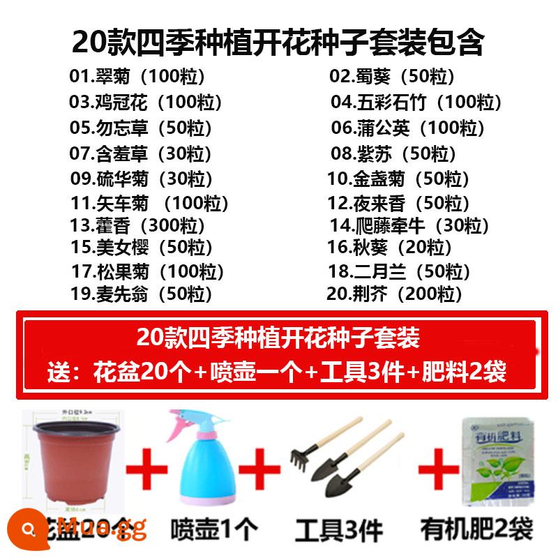 Hạt giống hoa bốn mùa gieo hạt hướng dương ra hoa dễ sống hạt hướng dương trồng trong nhà và ngoài trời - Mới 20 loại hạt giống hoa bốn mùa + 20 chậu hoa + bình tưới nước + dụng cụ + phân bón