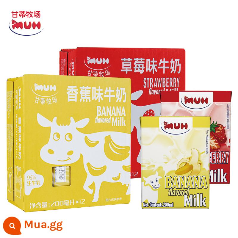 Sữa Ganti Ranch nhập khẩu Đan Mạch MUH socola dâu kết hợp sữa ăn sáng full hộp tùy chọn 2 hộp - 1 hộp sữa dâu + 1 hộp sữa chuối