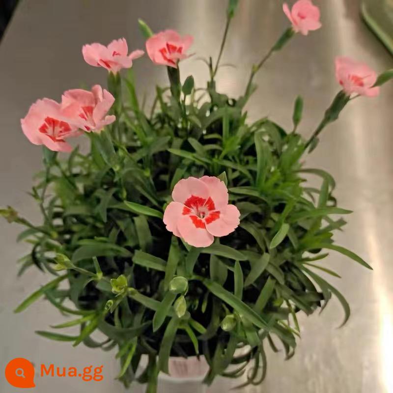 Dianthus bốn mùa hoa cỏ cây giống hoa chịu lạnh trồng trong chậu vườn trong nhà và ngoài trời vườn hoa vườn rễ lâu năm phủ xanh rất dễ nuôi - 6 nồi bánh đào, đảm bảo! thử một cái gì đó mới