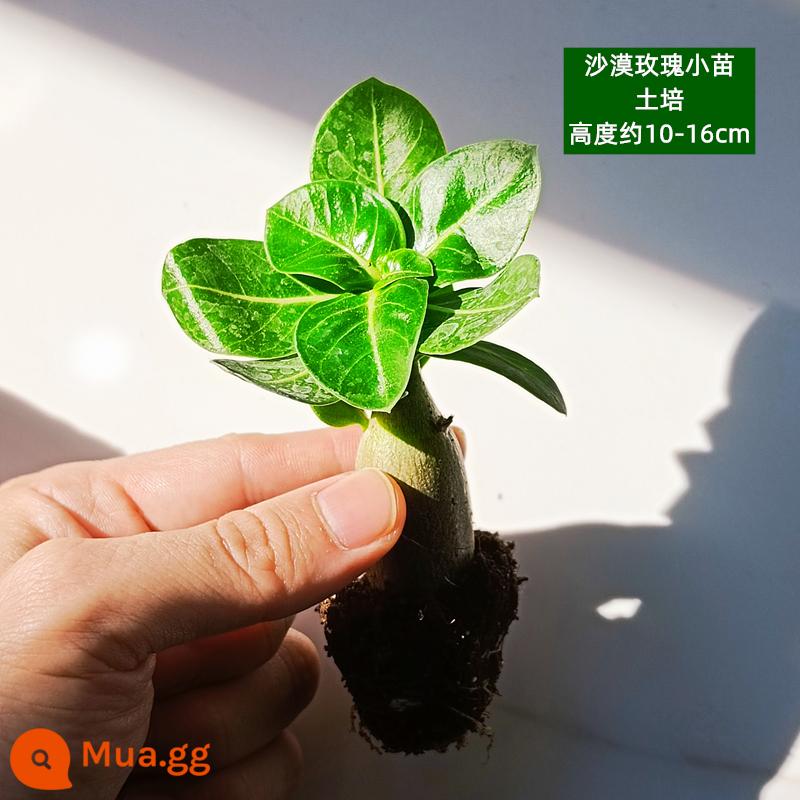 Hoa hồng sa mạc cây giống một năm cây hoa sân ban công rất tốt cho việc ra hoa bốn mùa và ngắm cây xanh trong nhà và ngoài trời trong chậu cây - 1 bông hồng sa mạc