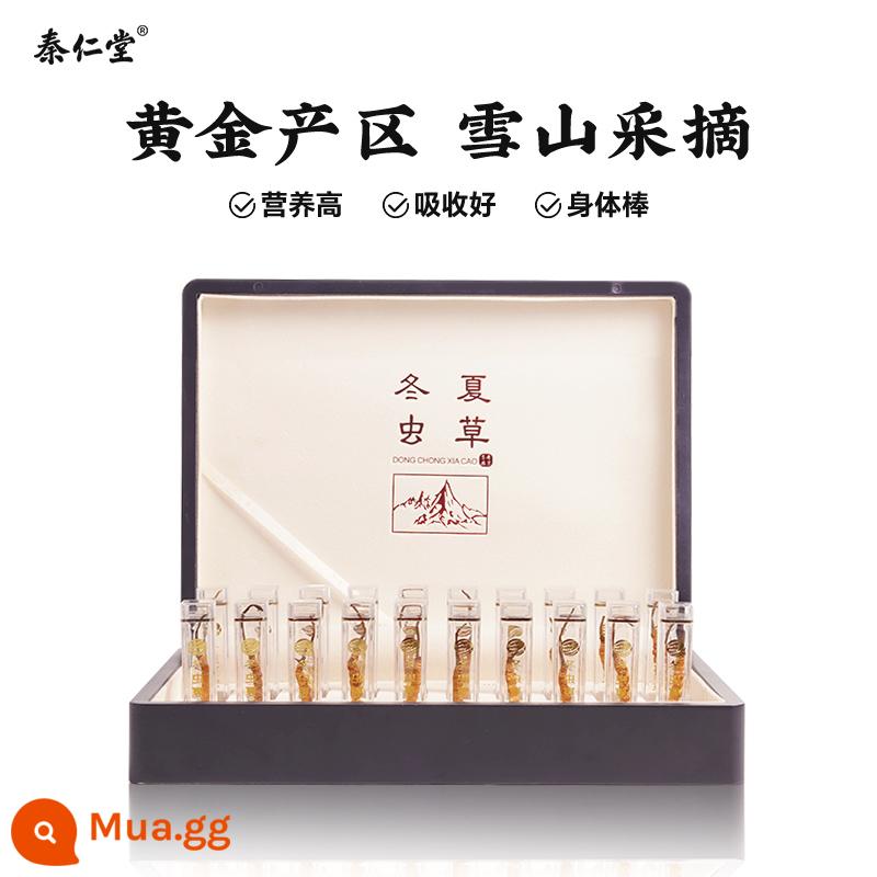 Qin Rentang 2022 Cordyceps chính thức hàng đầu cửa hàng tươi 10g hàng khô Cordyceps chính hãng hộp quà tặng Tây Tạng - Ưu tiên 4 que/g [10g/40 que]