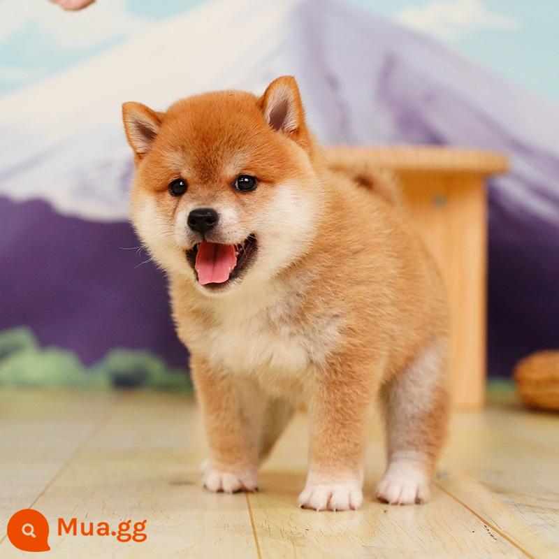 Nhật Bản Shiba Inu Puppies Purebred Cubs Dog PET Dog Cơ thể sống màu đen củi mồi trắng hạt củi mùa thu SHANGHAI - màu đỏ