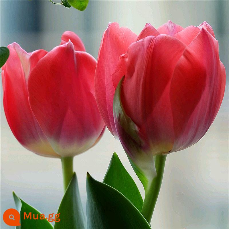 5 bông hoa tulip cộng với chai thủy tinh tròn đặt nước nuôi cấy 5 độ hạt bóng bốn mùa thu đông hoa lục bình chống lạnh - Trường An đỏ 5 viên + bộ chai thủy tinh + sỏi trắng + dung dịch dinh dưỡng