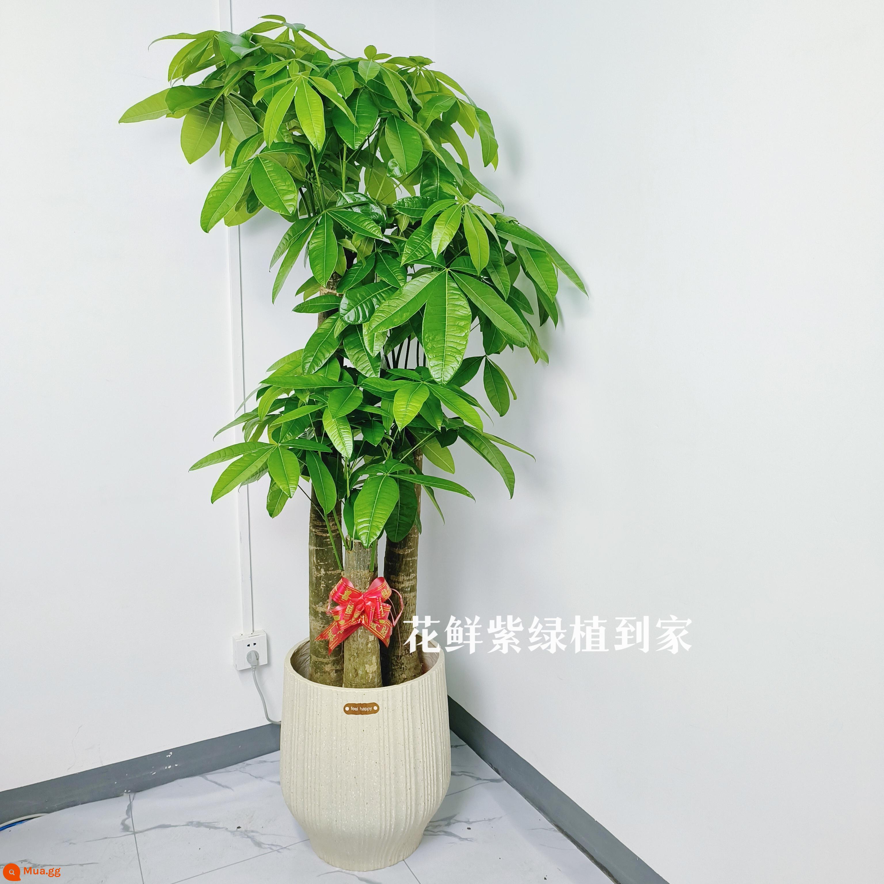 Văn phòng phòng khách trong nhà Thâm Quyến Fortune Tree để thu hút sự giàu có và chuyển đến ngôi nhà mới cây xanh cây lớn trồng trong chậu giao hàng trong thành phố - Ba chiếc chậu sứ màu be mới cao khoảng 1,7-1,8 mét