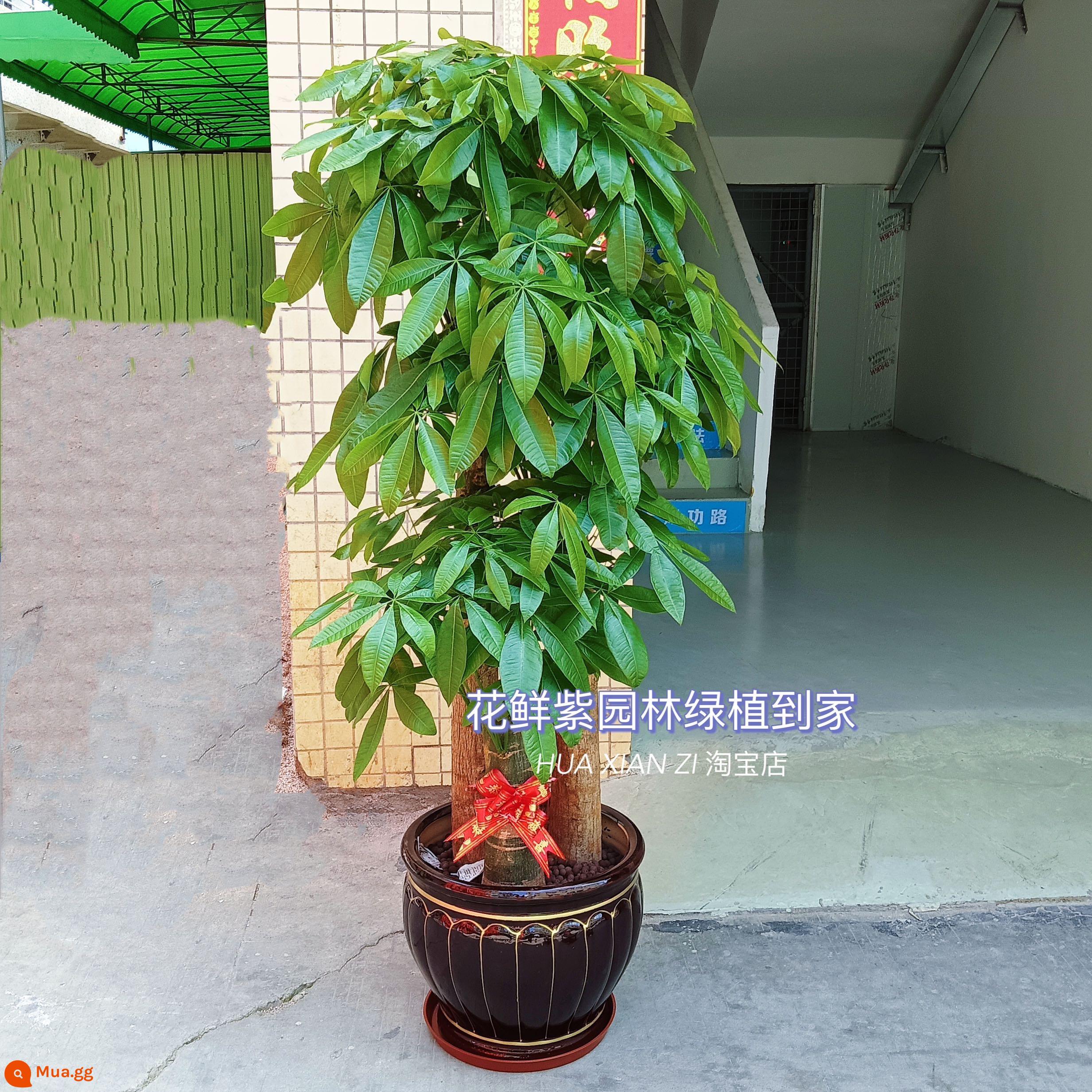 Văn phòng phòng khách trong nhà Thâm Quyến Fortune Tree để thu hút sự giàu có và chuyển đến ngôi nhà mới cây xanh cây lớn trồng trong chậu giao hàng trong thành phố - Chậu sứ vàng đen ba nhánh lớn khoảng 1,7-1,8 mét