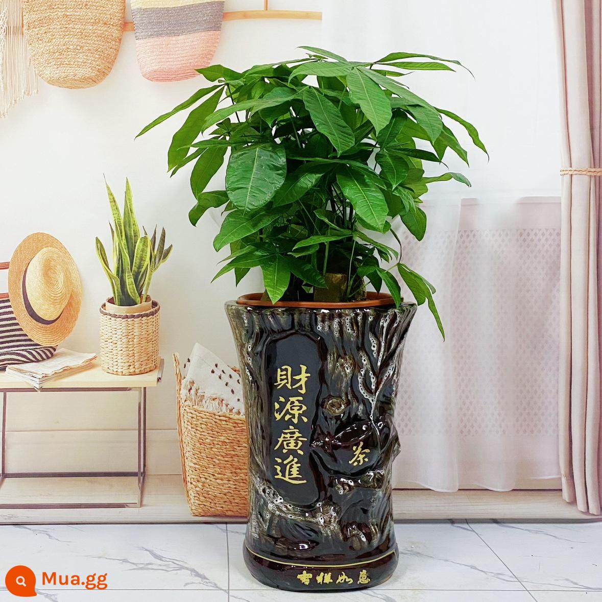 Văn phòng phòng khách trong nhà Thâm Quyến Fortune Tree để thu hút sự giàu có và chuyển đến ngôi nhà mới cây xanh cây lớn trồng trong chậu giao hàng trong thành phố - Ba chiếc chậu sứ có nguồn tài chính dồi dào, cao khoảng 1-1,1 mét