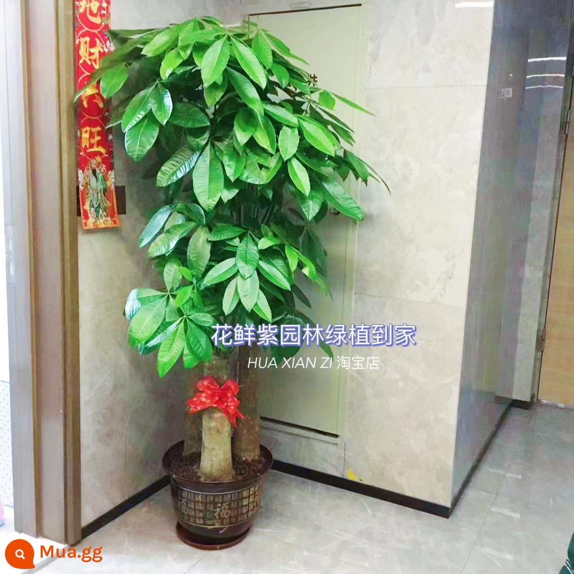 Văn phòng phòng khách trong nhà Thâm Quyến Fortune Tree để thu hút sự giàu có và chuyển đến ngôi nhà mới cây xanh cây lớn trồng trong chậu giao hàng trong thành phố - Chậu sứ ba nhánh khắc chữ “Fu” khoảng 1,7-1,8 mét