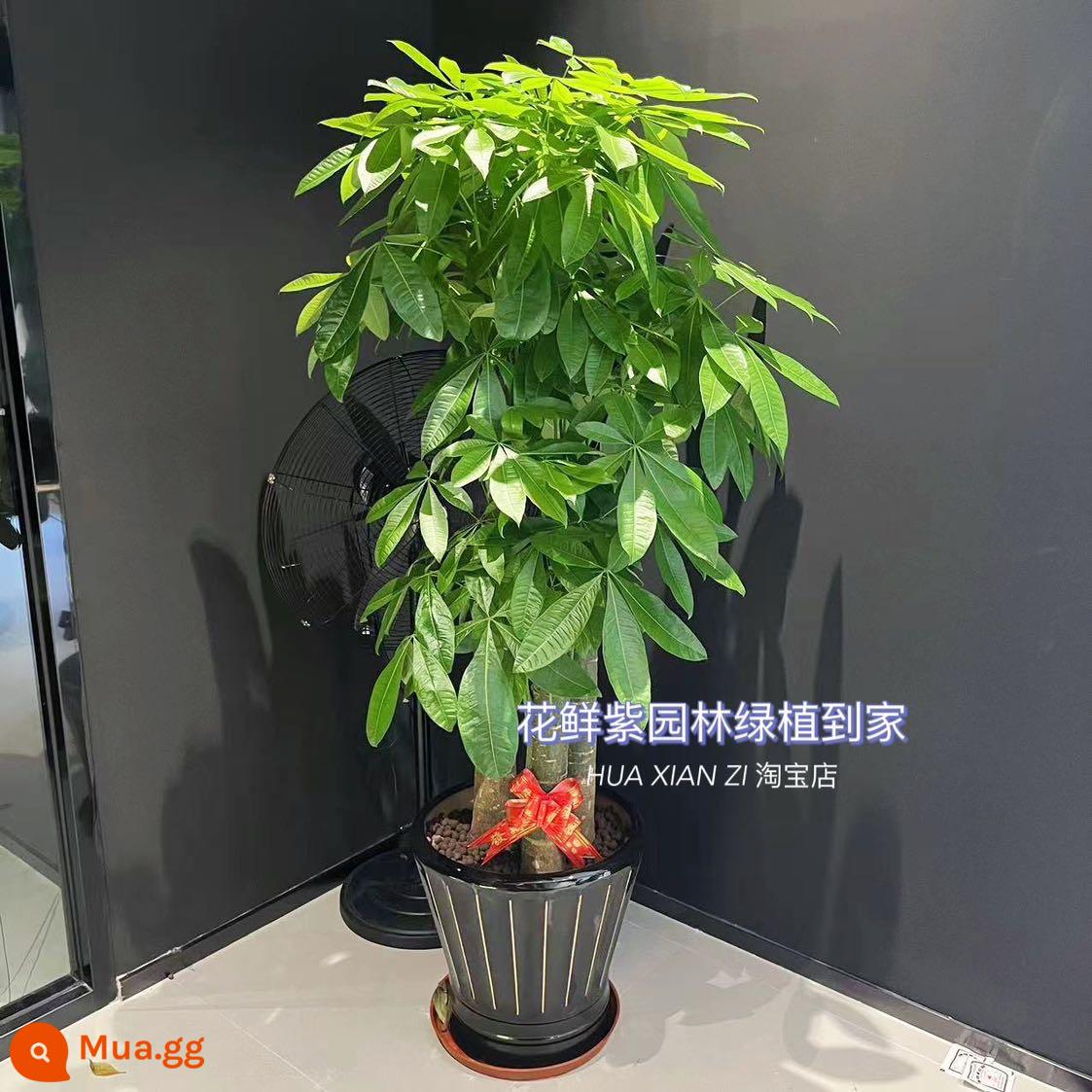 Văn phòng phòng khách trong nhà Thâm Quyến Fortune Tree để thu hút sự giàu có và chuyển đến ngôi nhà mới cây xanh cây lớn trồng trong chậu giao hàng trong thành phố - Ba chậu sứ đen BBK cao khoảng 1,7-1,8 mét