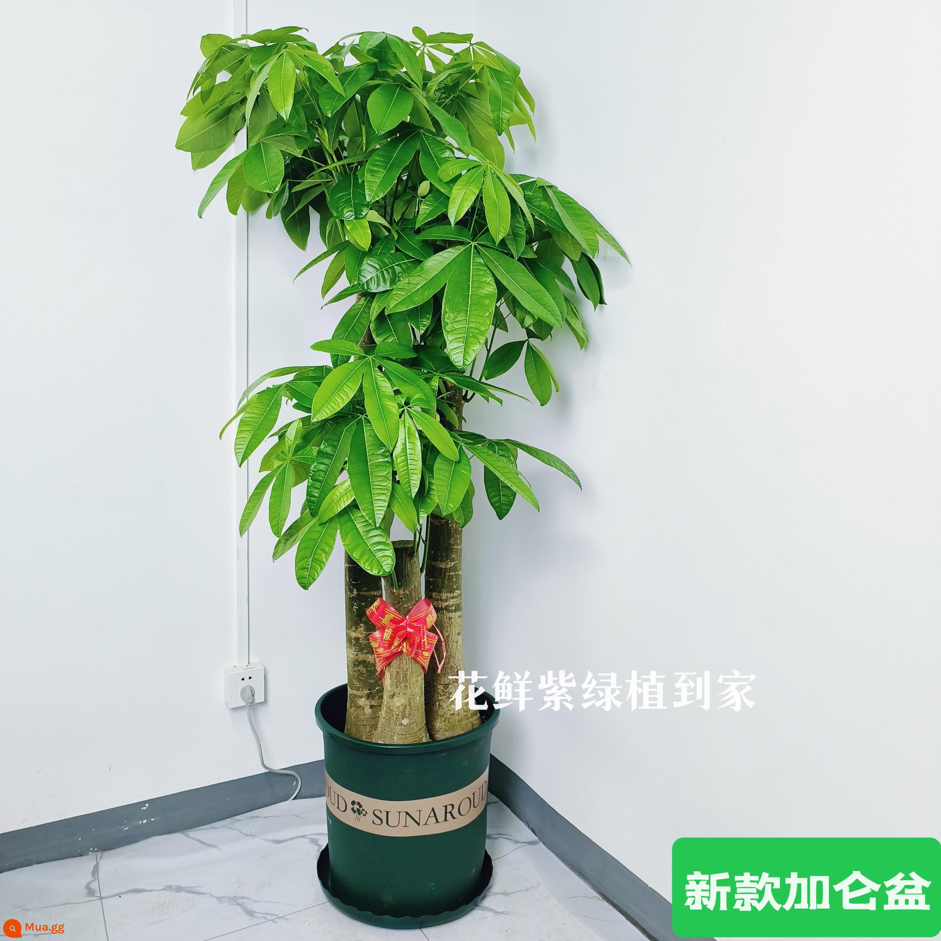 Văn phòng phòng khách trong nhà Thâm Quyến Fortune Tree để thu hút sự giàu có và chuyển đến ngôi nhà mới cây xanh cây lớn trồng trong chậu giao hàng trong thành phố - Ba chậu gallon mới, cao khoảng 1,7-1,8 mét