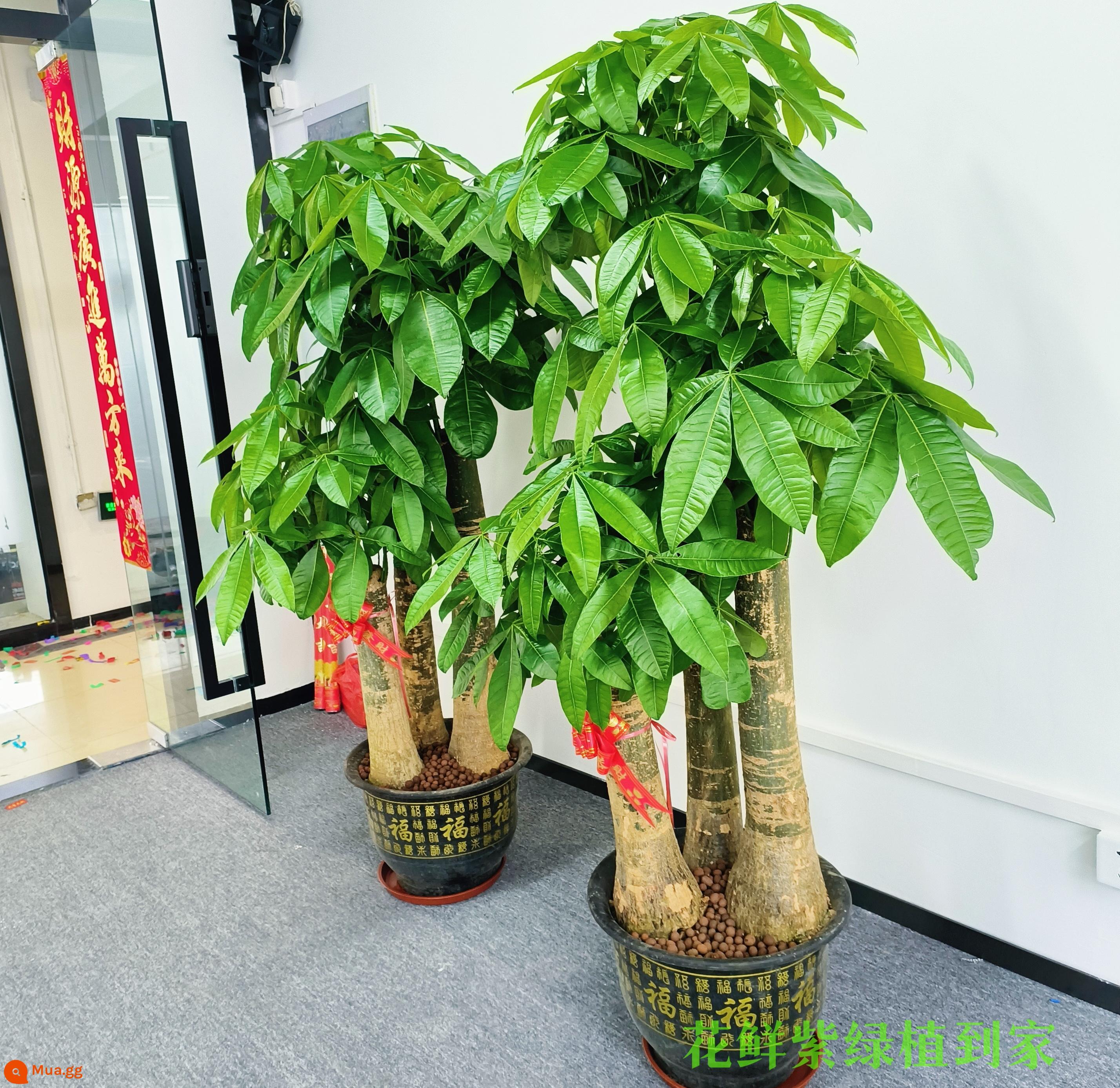 Văn phòng phòng khách trong nhà Thâm Quyến Fortune Tree để thu hút sự giàu có và chuyển đến ngôi nhà mới cây xanh cây lớn trồng trong chậu giao hàng trong thành phố - Chậu nhựa ba nhánh to có chữ “Fu” khoảng 1,7-1,8 mét