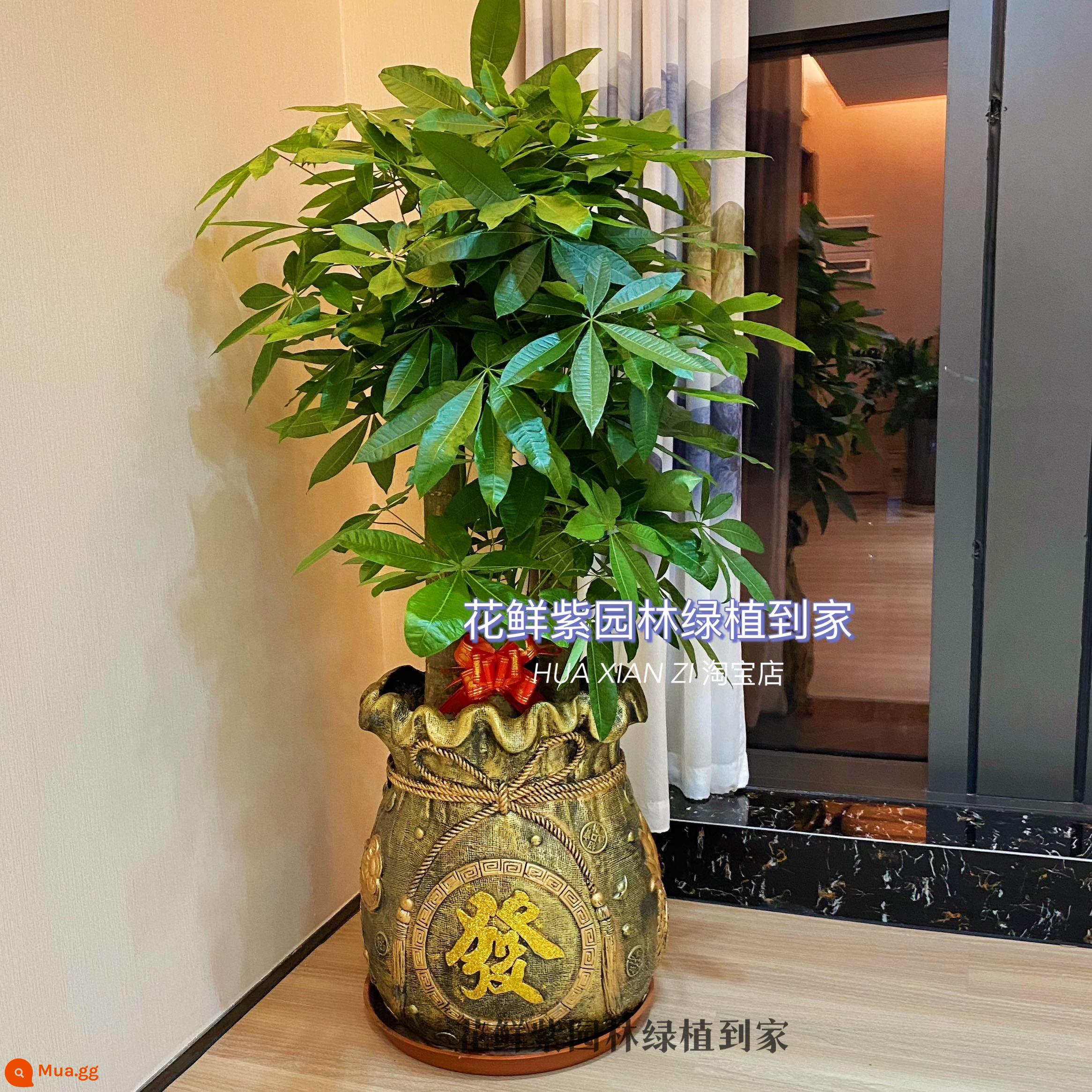 Văn phòng phòng khách trong nhà Thâm Quyến Fortune Tree để thu hút sự giàu có và chuyển đến ngôi nhà mới cây xanh cây lớn trồng trong chậu giao hàng trong thành phố - Ba chậu sứ đựng tiền cờ thỏ cáo cao khoảng 1,4m