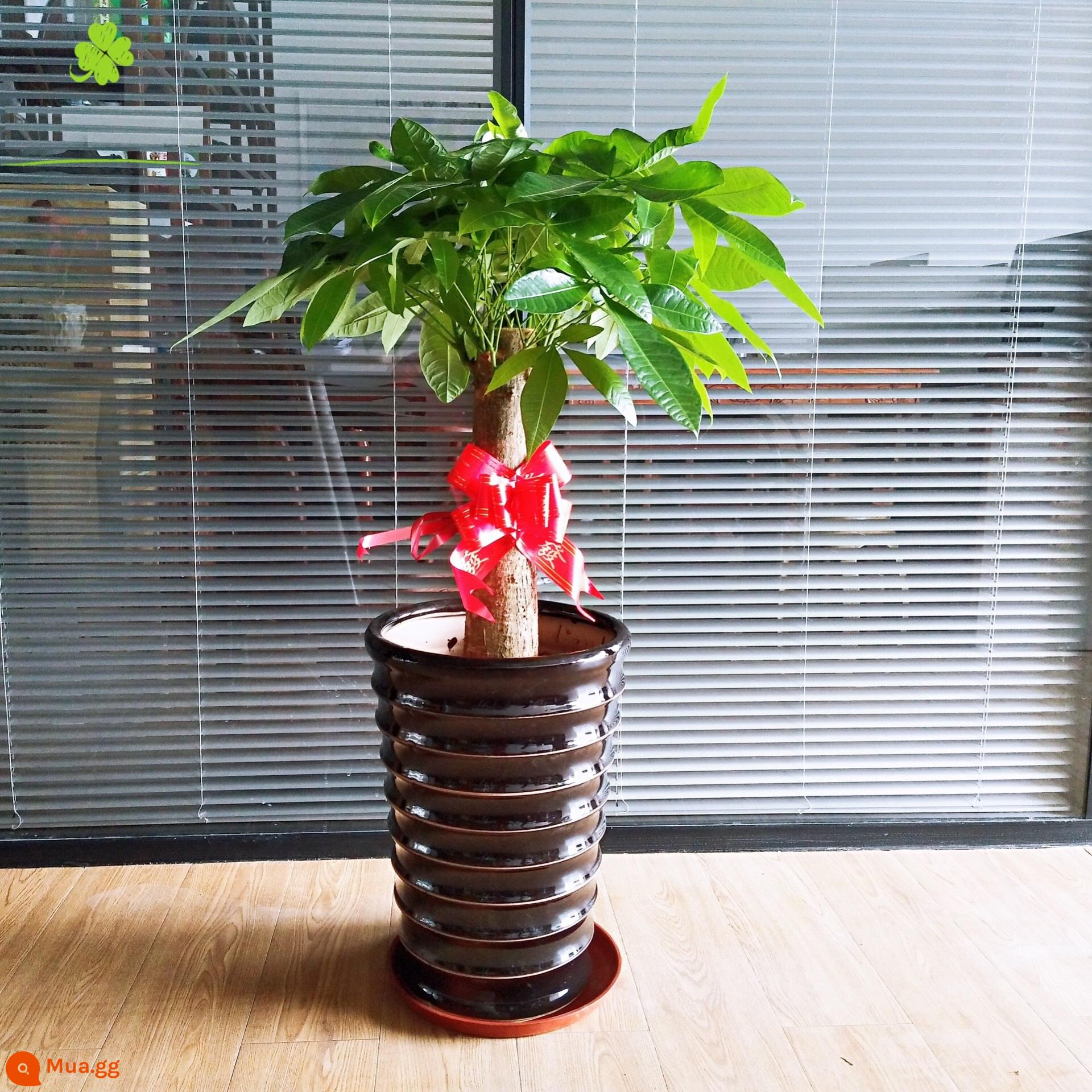 Văn phòng phòng khách trong nhà Thâm Quyến Fortune Tree để thu hút sự giàu có và chuyển đến ngôi nhà mới cây xanh cây lớn trồng trong chậu giao hàng trong thành phố - Cây kim tiền đơn cực nhỏ khoảng 60-75CM