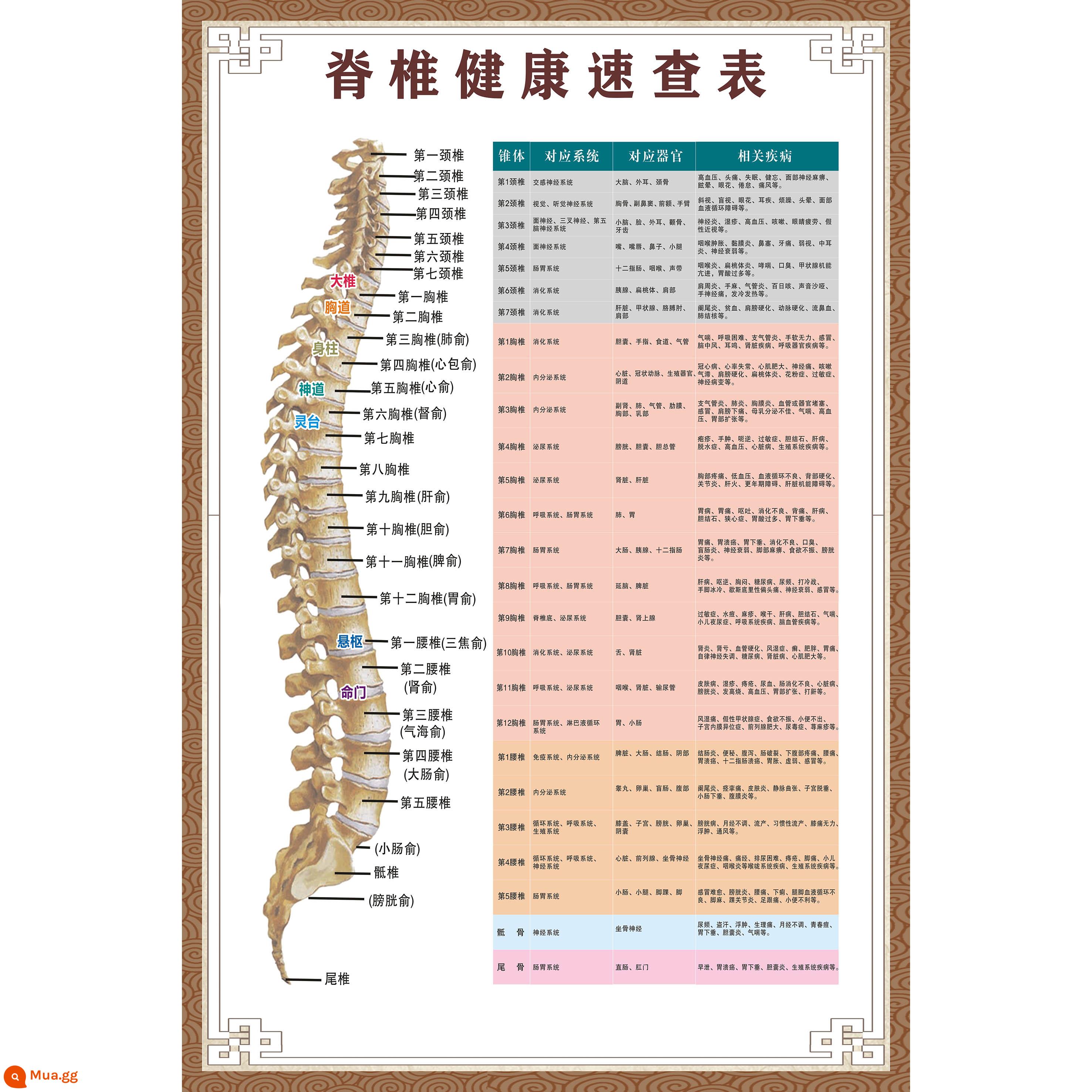 Bệnh viện toàn bộ cơ thể người các cơ quan cơ xương giải phẫu nội tạng biểu đồ treo tường lớn bản đồ phân bố cơ nam poster phiên bản nằm ngang - Danh sách kiểm tra sức khỏe cột sống