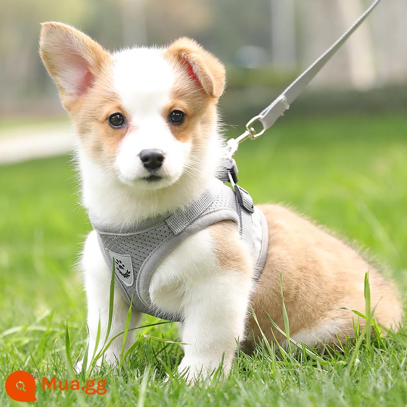 Áo vest loại dây xích chó nhỏ ngực chó túi đựng bé Teddy Corgi chó con chó con dây xích chó đi dạo dây ngực tàu sân bay - Dây màu xám + dẹt