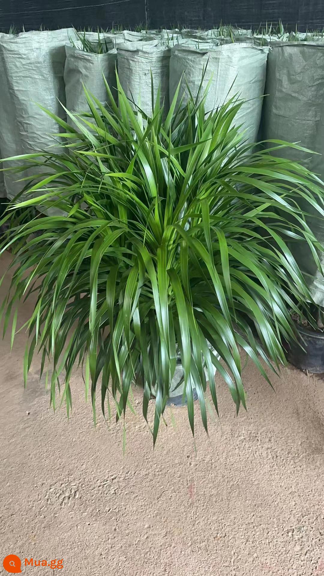 Dracaena phòng khách cây xanh trong nhà cây trồng trong chậu phòng khách lớn cây cảnh lớn rồng nhiều đầu cây râu rồng nhà thịnh vượng cây rồng sắt cây - Cây máu rồng chất lượng cao có 6-8 đầu, cao 1-1,2m